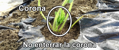 No entierres la corona de la fresa (frutilla) en la tierra