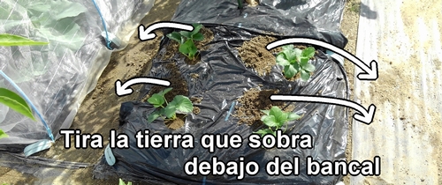 La tierra que sobre al plantar fresas (frutilla) debe tirarse debajo del bancal