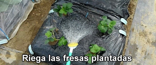 Riega las fresas (frutilla) recién plantadas