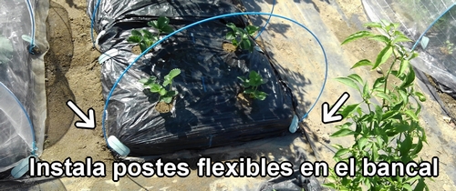 Instala postes flexibles en el bancal de fresas
