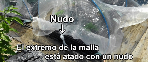 El extremo de la malla para insectos está atado con un nudo