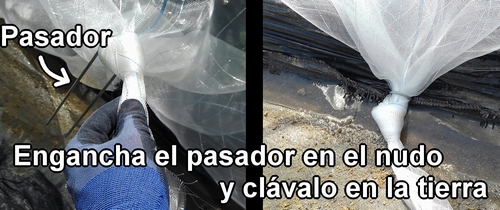 Engancha el pasador en el nudo y clávalo en la tierra