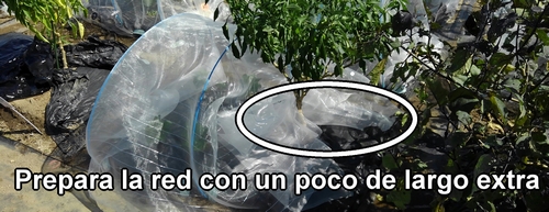 Haz dos nudos en la malla para insectos
