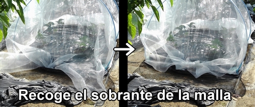 Recoge el sobrante de la malla contra insectos