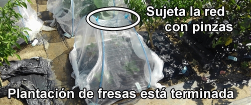 La siembra de las plantas de fresa está terminada