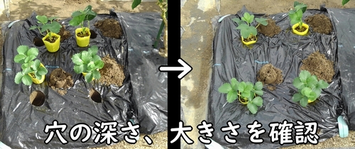 いちごのポット苗を、植え付け穴に入れてみる