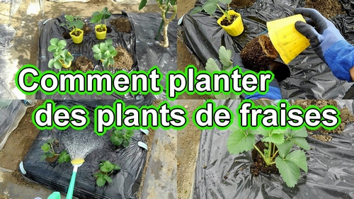 Planter des fraises en pleine terre (Comment planter des jeunes plants de fraises)
