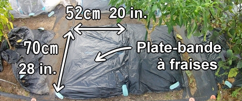 Plate-bande à fraises (Espace de plantation des fraises)