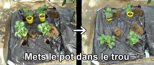 Mets le plant de fraise (fraisier) en pot dans le trou