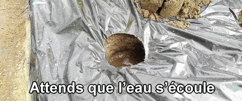 Les jeunes plants de fraises (fraisier) doivent être plantés après que l’eau soit partie