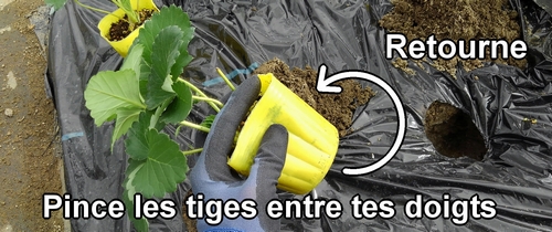 Pince la tige du plant de fraise (fraisier) entre tes doigts