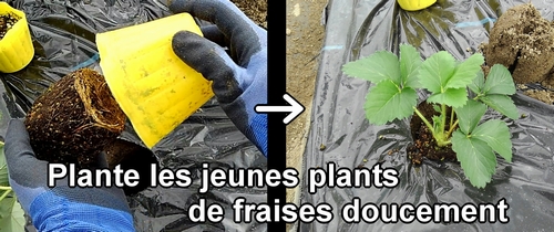 Plante les jeunes plants de fraises (fraisier) doucement