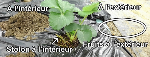 La méthode pour planter les jeunes plants de fraises (fraisier)