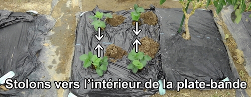 La direction des stolons est importante quand on plante des fraises (fraisier)