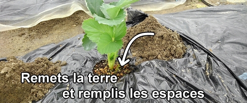 Remets la terre et remplis les espaces