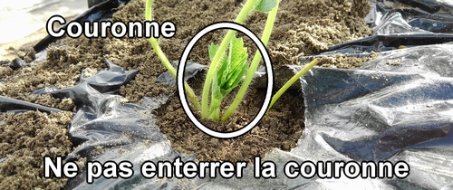 Ne plante pas la couronne de la fraise (fraisier) dans la terre