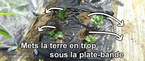 La terre en trop après la plantation des fraises (fraisier) doit être mise sous la plate-bande