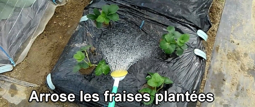 Arrose les fraises (fraisier) juste plantées