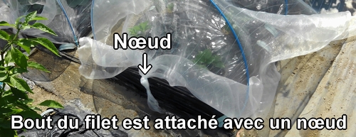 Le bout du filet anti-insectes est attaché avec un nœud