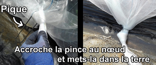 Accroche la pince au nœud et plante-la dans le sol