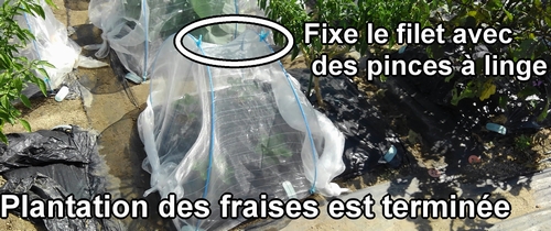 La plantation des plants de fraises (fraisier) est terminée