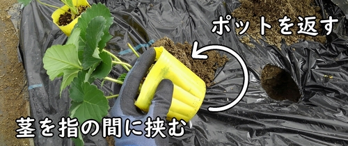 いちごの茎を指の間に挟む