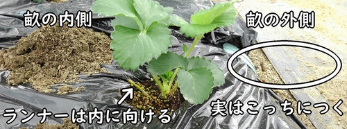 いちごの苗の植え方