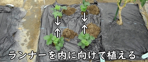 いちごの植え方では、ランナーの向きが大事