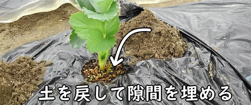 土を戻して隙間を埋める