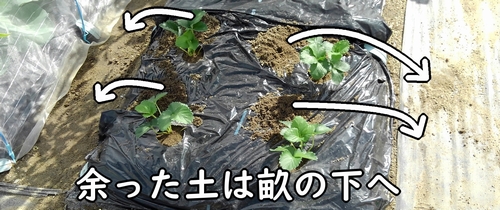 いちごの植え付けで余った土は、畝下へ落とす