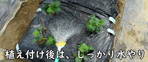 植え付けたいちごに水やりをする