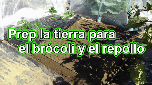 Preparando la tierra para el brócoli y el repollo
