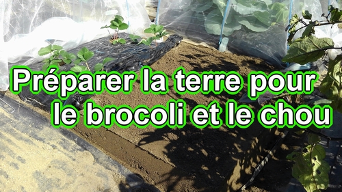 Préparer la terre pour le brocoli et le chou vert frisé