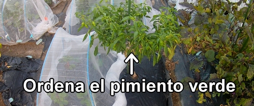 Ordena el pimiento verde