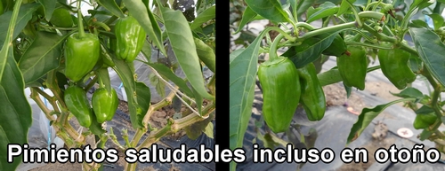 Pimientos saludables incluso en otoño