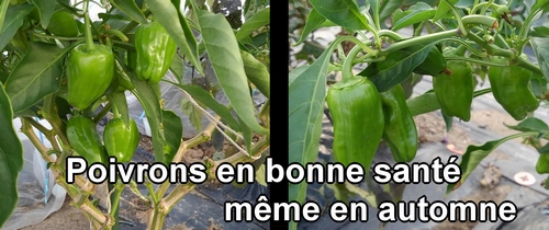 Des poivrons en bonne santé même en automne