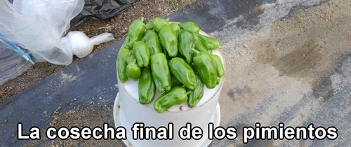 La cosecha final de los pimientos