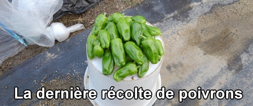 La dernière récolte de poivrons