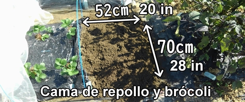 La cama para cultivar repollo y brócoli