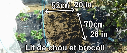 Le lit pour cultiver le chou vert frisé et le brocoli