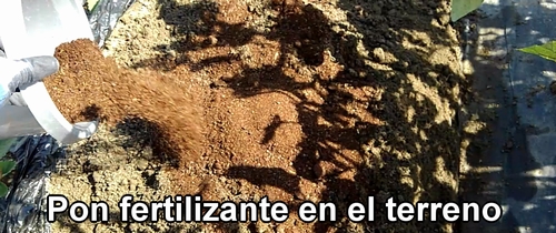 Esparce fertilizante en la cama para el repollo y el brócoli