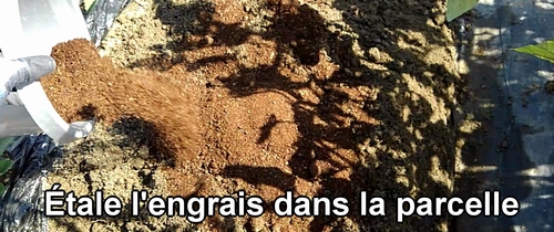 Étale l’engrais sur la plate-bande pour le chou vert frisé et le brocoli