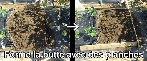 Fais la butte pour le brocoli et le chou vert frisé