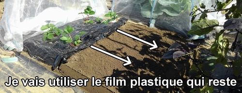 Mets le film plastique sur la butte du brocoli et du chou vert frisé