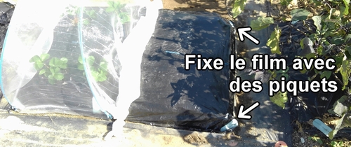 Fixe le film plastique avec des piquets à mulch