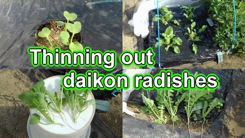 How to thin daikon radish plants (Daikon radish cultivation management)