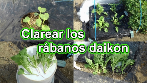 Cómo aclarar las plantas de rábano daikon (Manejo del cultivo de rábano japonés)