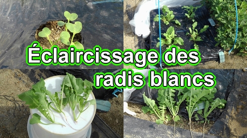 Comment éclaircir les plants de radis blancs (Gestion de la culture du radis daikon)