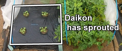 The daikon has sprouted