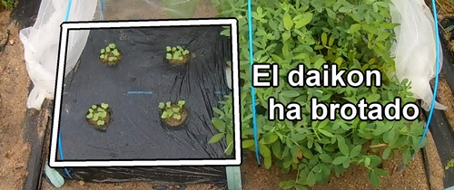 El daikon (rábano japonés) ha brotado